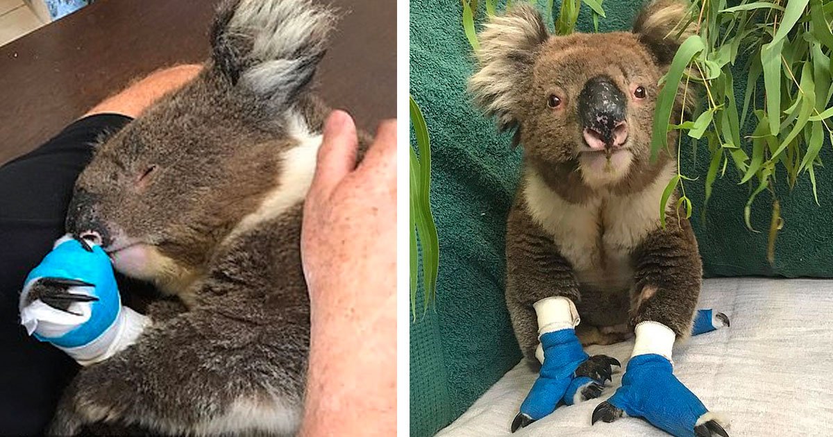 1 323.jpg?resize=412,275 - Falleció Billy El Koala Con Las Patitas Quemadas Que Se Ganó El Corazón De Todos En Australia
