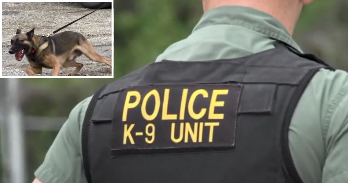 1 53.png?resize=412,275 - Courage to Train The Most Aggressive Police Dogs