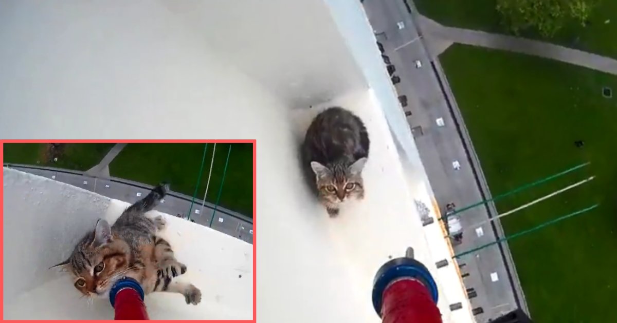 1 57.png?resize=412,275 - Kitten Stuck at The Ledge Of The Huge Building Saved