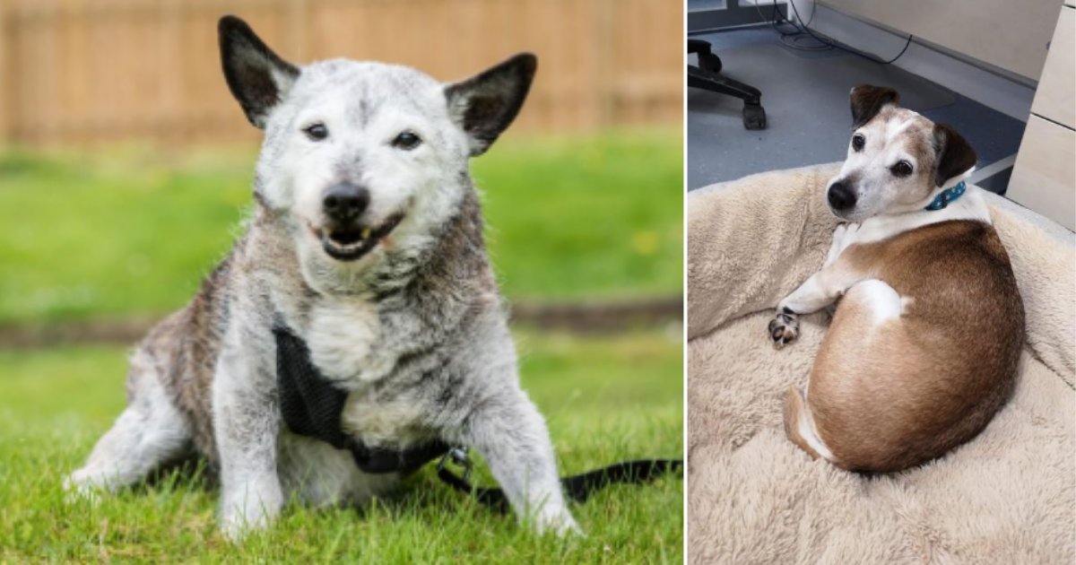 1 58.png?resize=412,275 - The Oldest Dogs Live The Best Life in Britain