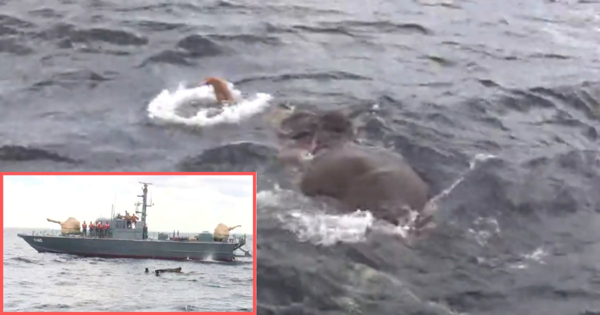 1 60.png?resize=412,232 - Four Sri Lankan Navy Vessels Were Able to Rescue An Elephant That Was 5 Miles At Sea