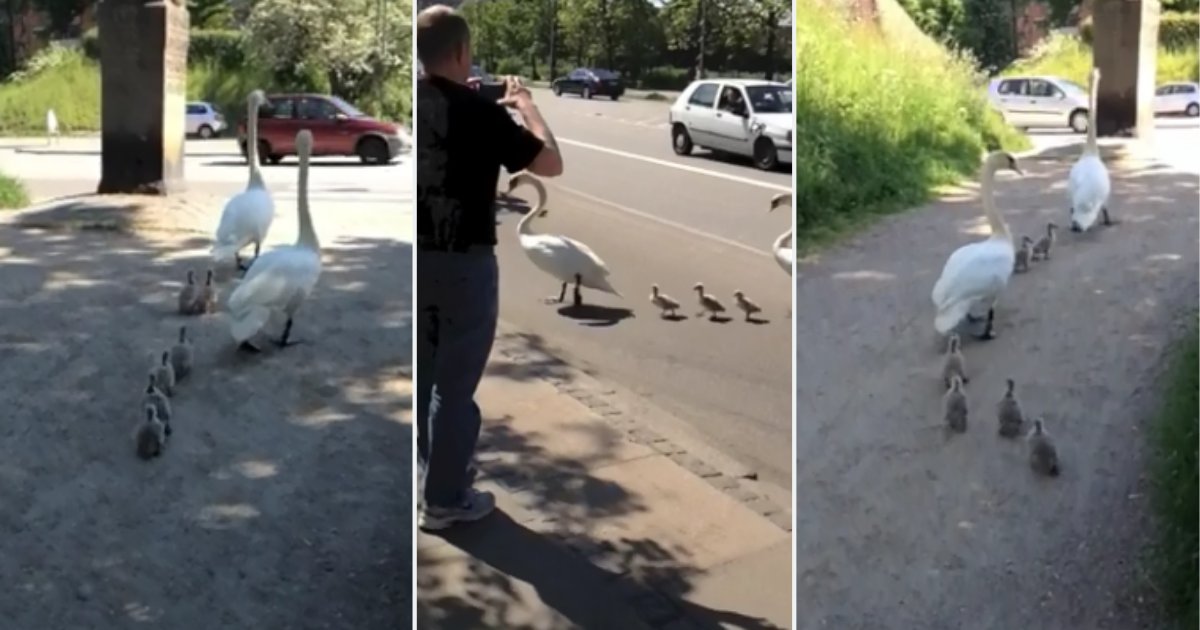 1 63.png?resize=412,275 - Feathery Pedestrians Make Their Way Through The Road