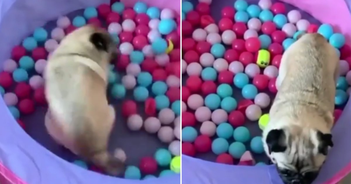 1 70.png?resize=412,275 - Pug Has Its Greatest Day Ever Playing In A Ball Pit