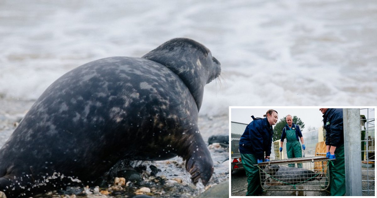 1 72.png?resize=412,275 - Two Seal Pups That Were Severely Injured by Discarded Fishing Nets Were Finally Released in Wild After Recovery