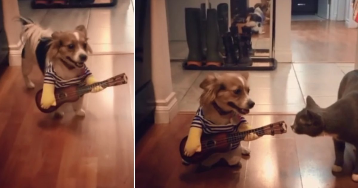 1 73.png?resize=1200,630 - Dog Loves Music and 'Plays' Guitar to Treat Everyone