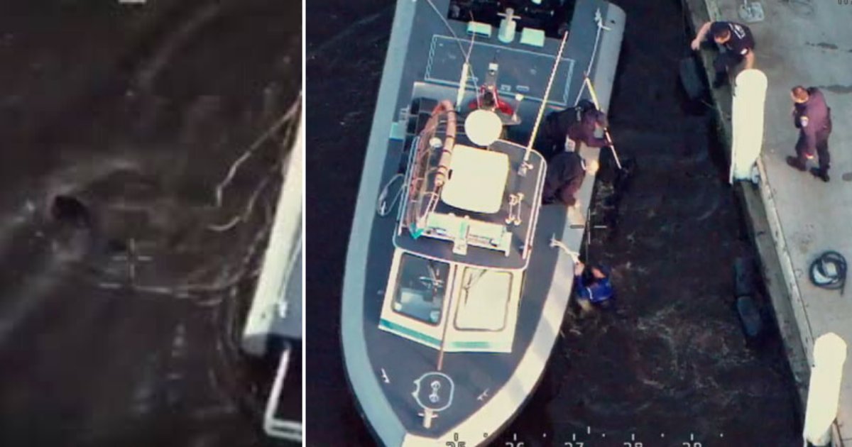 1 8.png?resize=1200,630 - Police Rescued A Dog From Drowning Caught on Footage