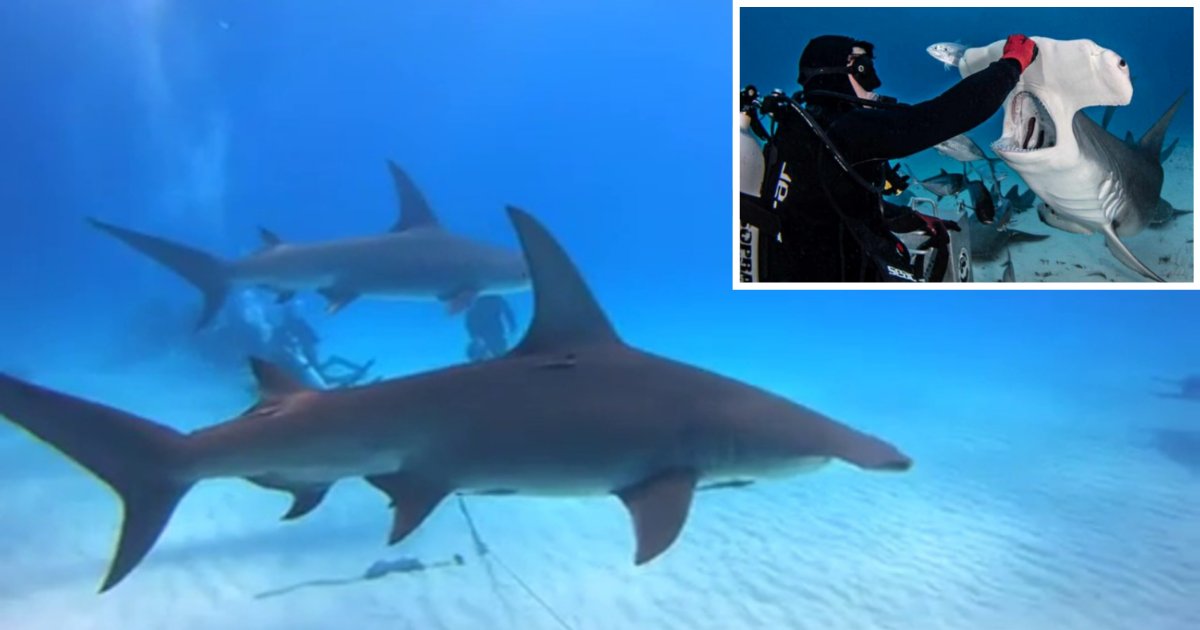 10 9.png?resize=412,232 - Brave Photographer Captured What The Inside of a Shark’s Mouth Looks Like