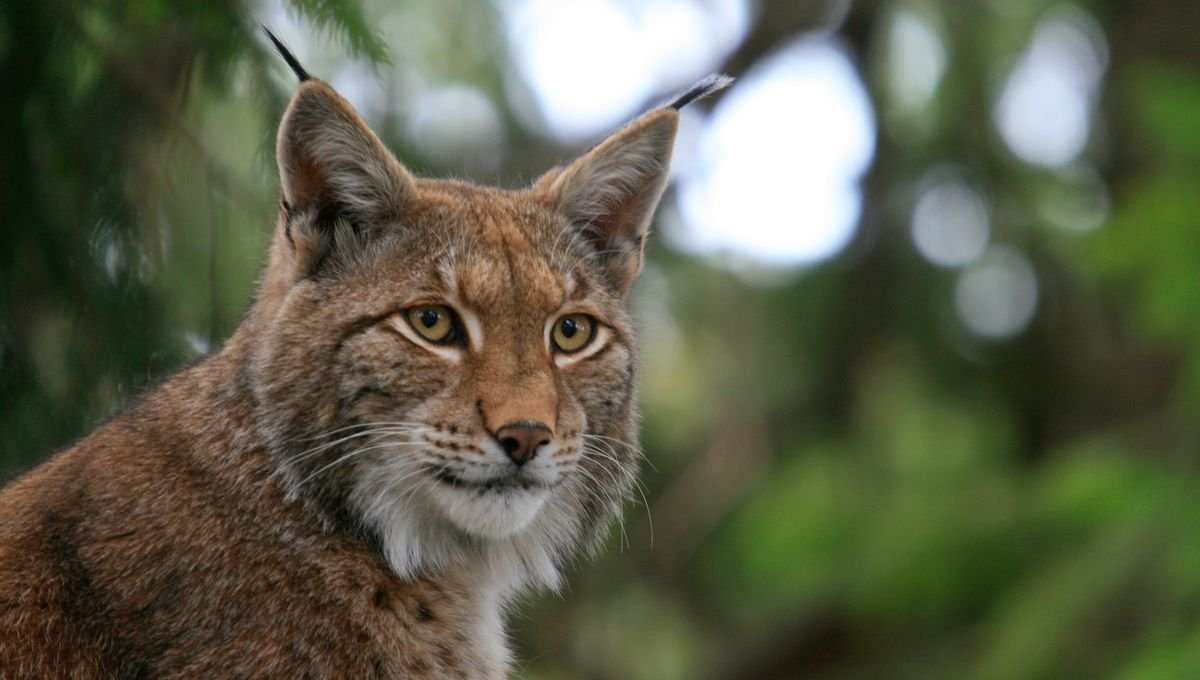 1200x680 lynx1.jpg?resize=412,275 - Chasse sauvage: de nombreux lynx ont été retrouvés morts en Alsace !