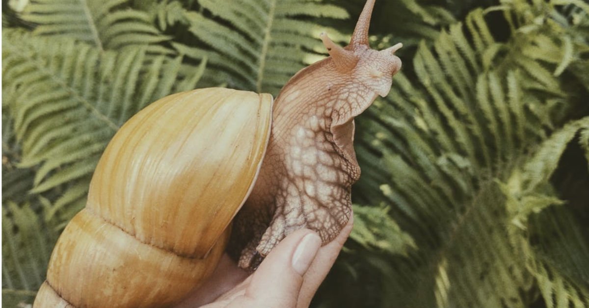 People Are Buying These Pet Snails That Are The Size Of Small Dogs
