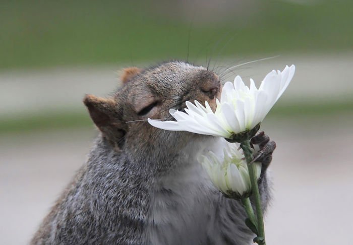 Squirrel Smelling Flowers