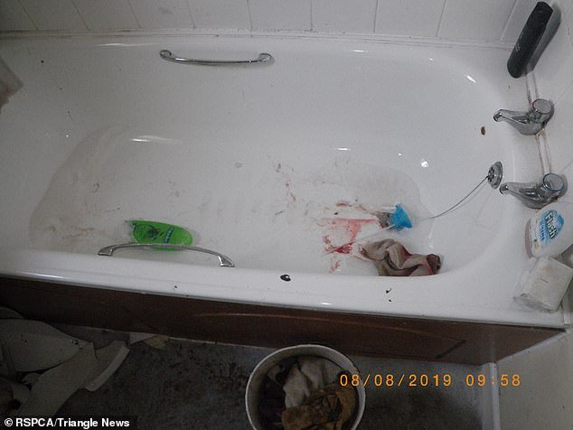 Bell had put Smiler in a bathtub and repeatedly hit her on the head before the pooch slipped into unconsciousness (pictured, the bloody bathtub where Smiler was found)