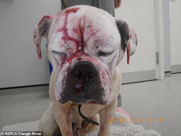 Bell inflicted trauma on Smiler, failing to provide veterinary attention for her injuries and applying cleaning products to her head and eyes (pictured when the RPSCA found her)