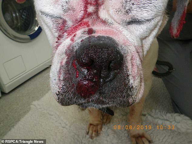 Blood trickles down the face of Smiler after she was found beaten and covered in cleaning product by RSPCA inspectors