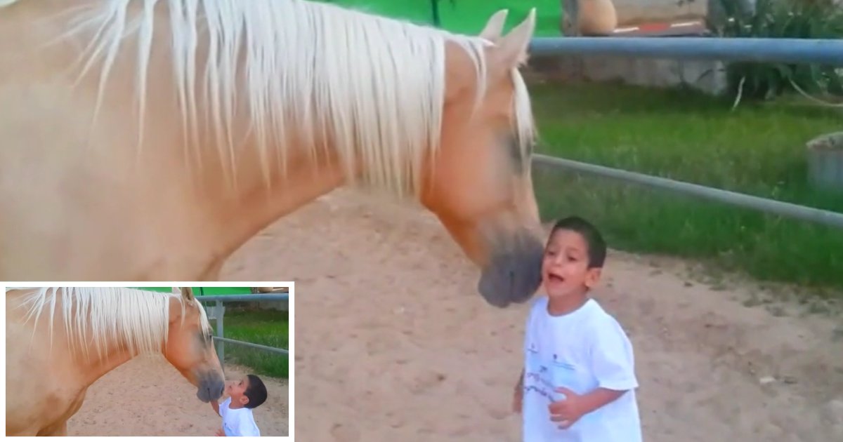 2 1.png?resize=1200,630 - Beautiful First Encounter Between A Horse and a Child With Williams Syndrome