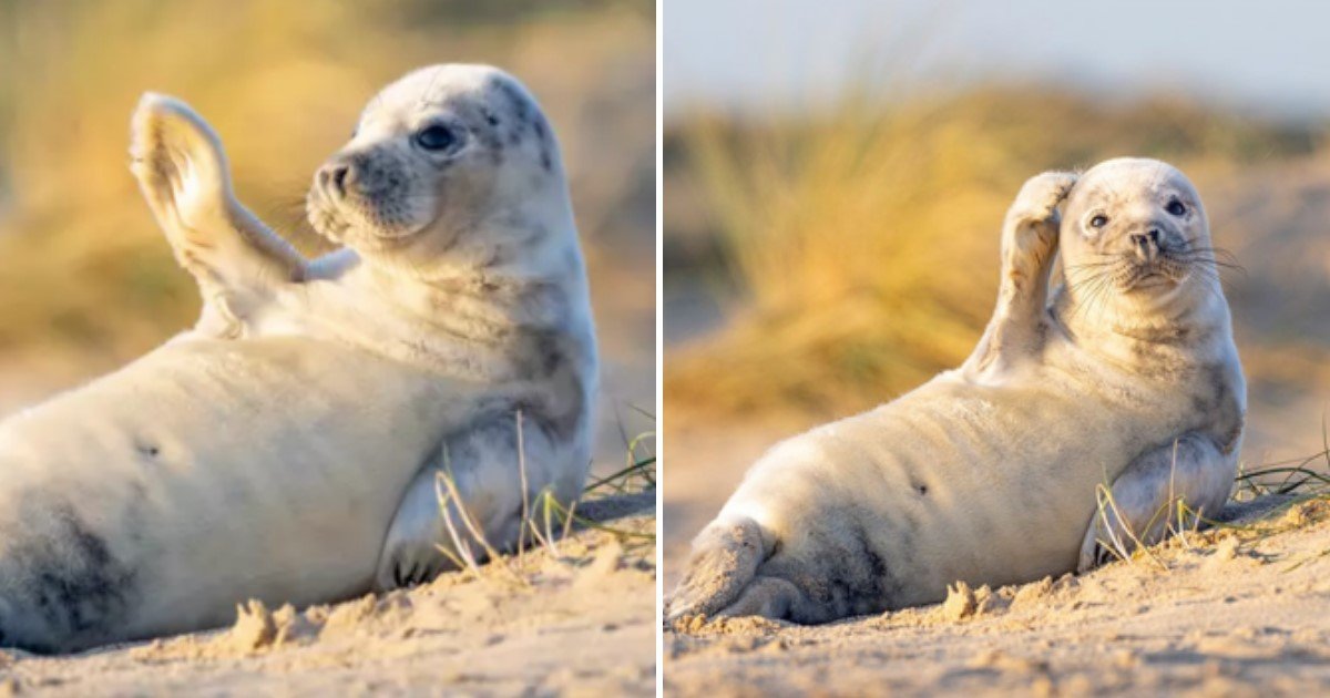 2 14.jpg?resize=1200,630 - Photographer Caught Adorable Photos Showing A Seal Pup Waving At The Camera