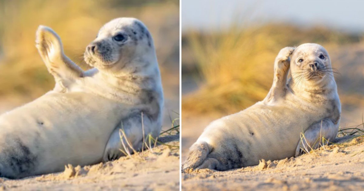 2 14.jpg?resize=412,232 - Photographer Caught Adorable Photos Showing A Seal Pup Waving At The Camera