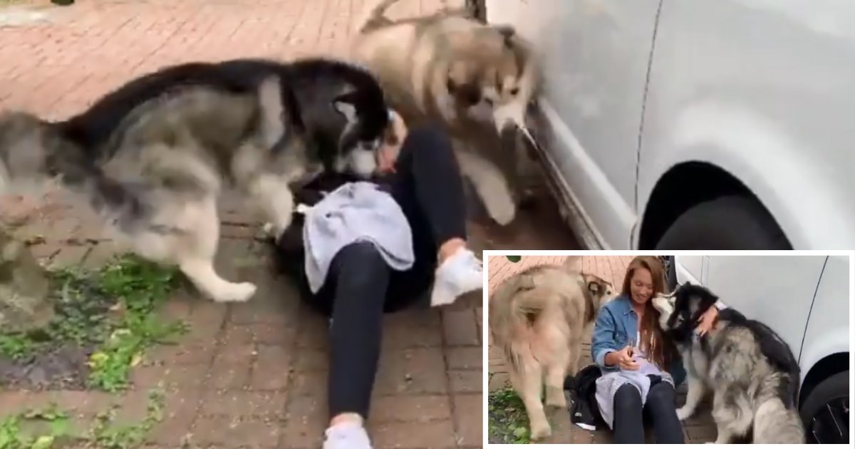 2 14.png?resize=412,275 - These Malamutes Were So Excited to Embrace Their Favorite Visitor