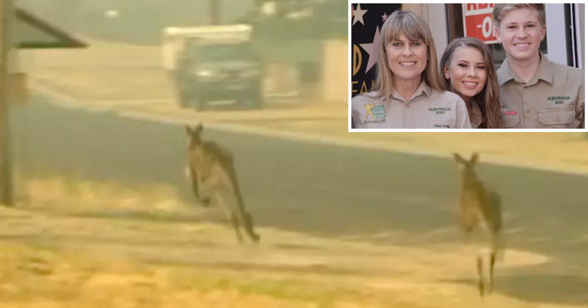 2 15.png?resize=412,275 - The Good Irwin Family Has Helped in Saving 90,000 Animals From The Bush Fire