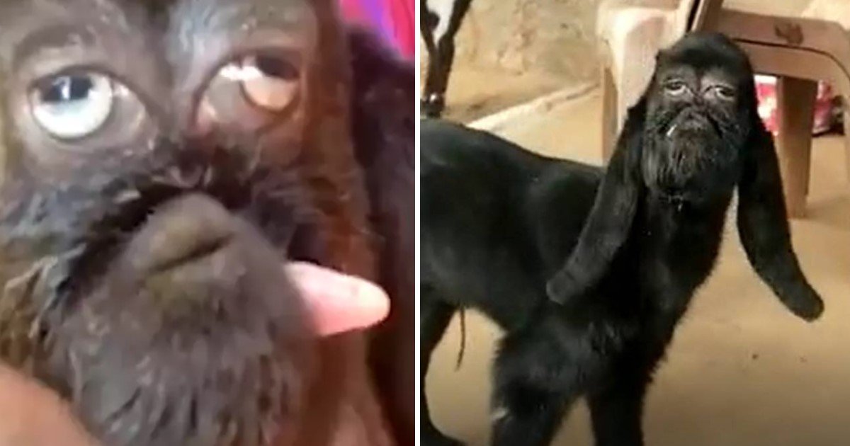 2 180.jpg?resize=1200,630 - A Goat With A Mutant Has A Face Eerily Similar To A Human