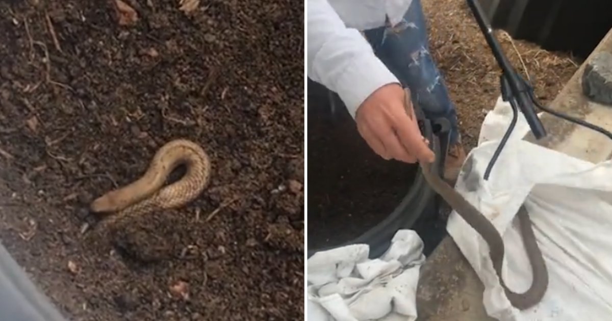 2 32.png?resize=412,275 - Snake Catcher Dared to Handle One of the World’s Deadliest Snake