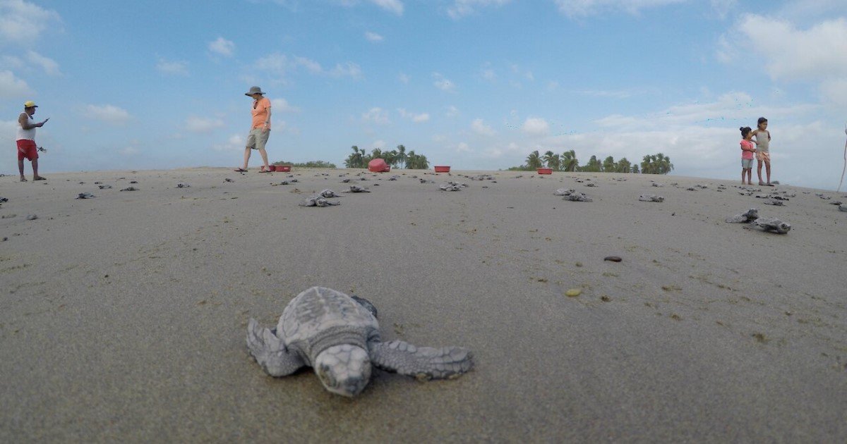 2 4.jpg?resize=412,275 - Hundreds Of Baby Turtles Raced To The Sea Moments After Tourists Helped Them Get Hatched From Eggs