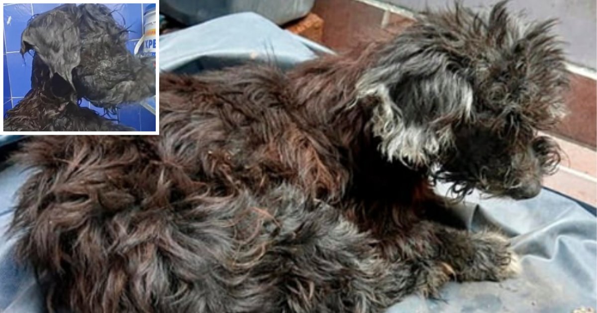 2 45.png?resize=412,275 - The Dog Was Abandoned in a Sewer and Its Eyes Were Glued 