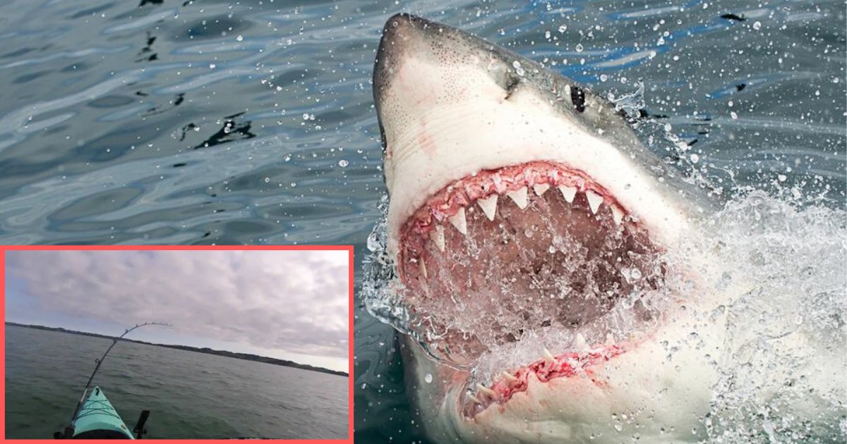 2 48.png?fit=1024%2C538&ssl=1&strip=all - Brave Fisherman Had His Kayak Hooked to A Huge Shark 