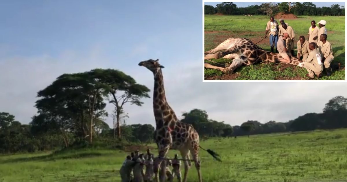 2 60.png?resize=1200,630 - 12 Good Men Came Together to Free a Giraffe That Was Choking On A Metal Wire