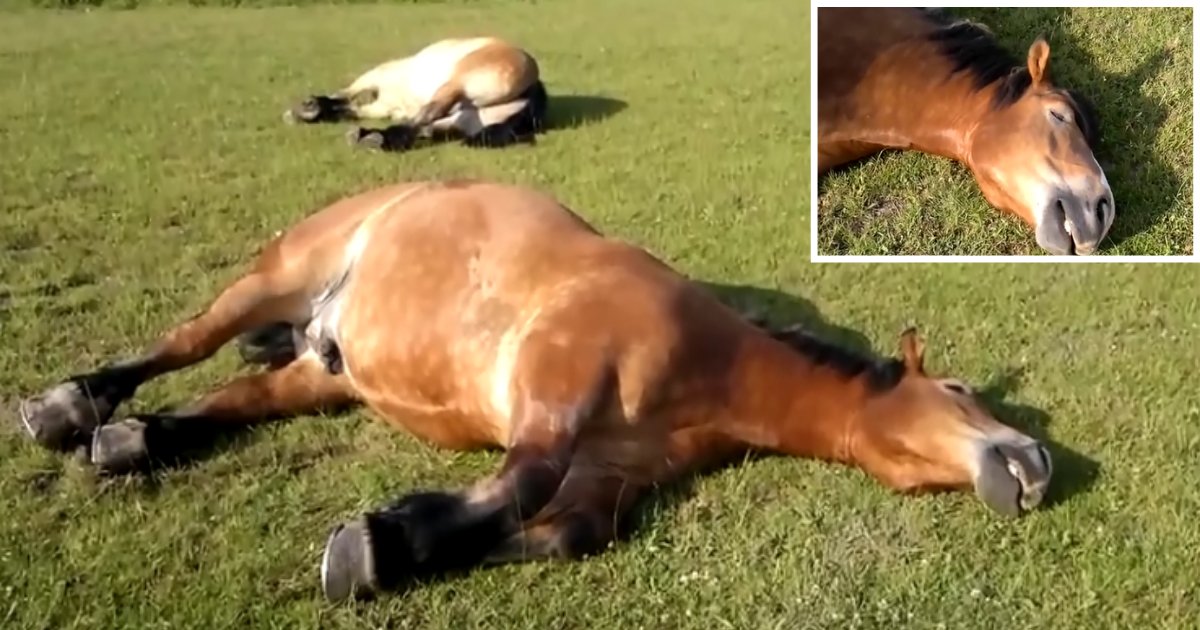 2 64.png?resize=412,232 - Man Records Horse Snoring Loudly While Sleeping In The Sun