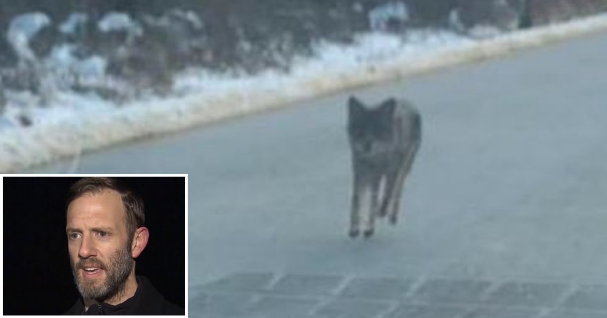 2 65.png?resize=412,275 - Un homme courageux s'est battu avec un coyote qui menaçait son fils de 2 ans