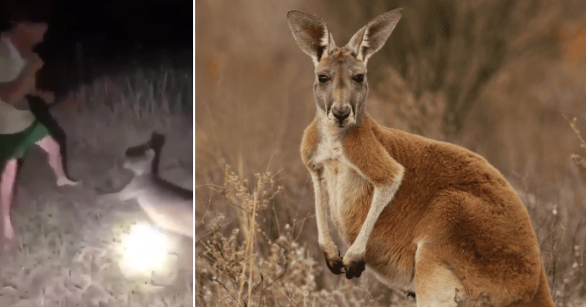2 71.png?resize=412,275 - Cruel Man Hits Helpless Kangaroo in The Face Continuously For Fun