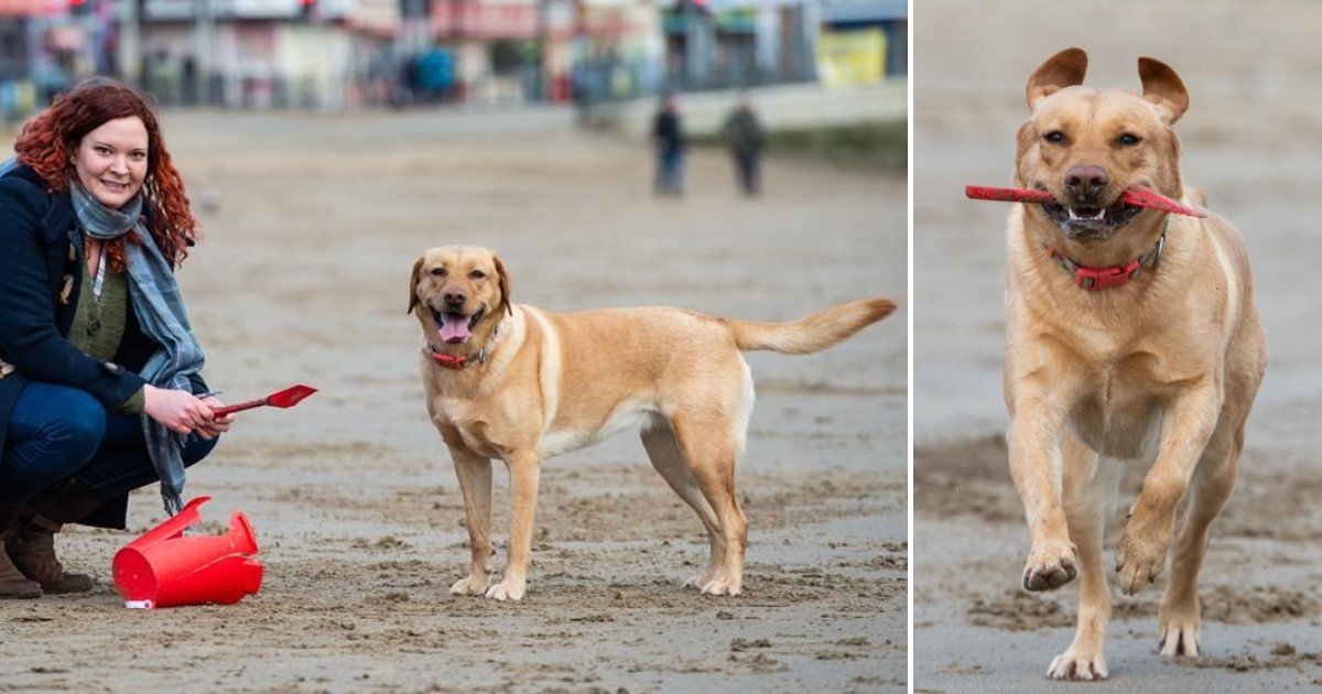 2 77.jpg?resize=412,232 - Molly The Adorable Labrador Helped Her Owner Clean The Beach Every Day