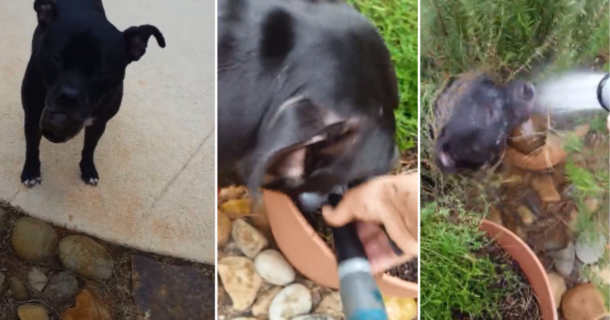 2 82.png?resize=412,275 - An Adorable Pup Cannot Get Enough of The Water Hose