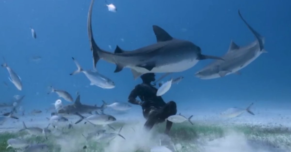 2 85.png?resize=412,232 - Fearless Diver Meets Two Tiger Sharks and Somehow Befriends Them