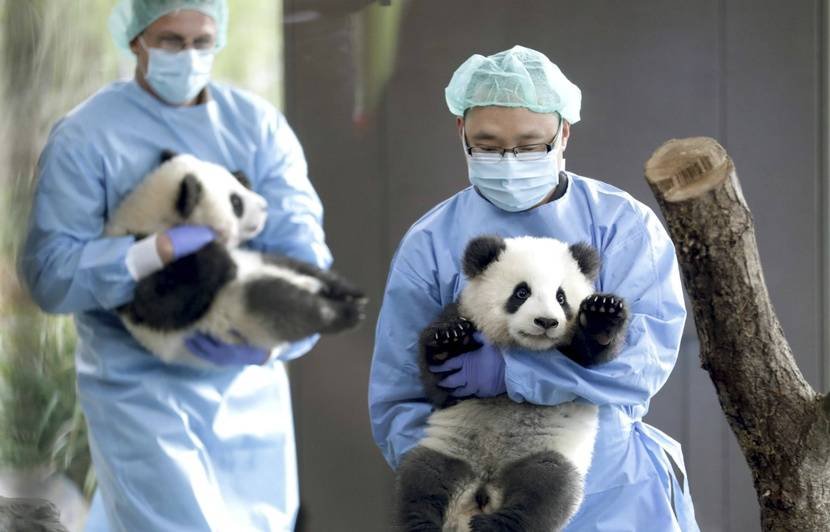 20 minutes.jpg?resize=1200,630 - Les deux bébés pandas nés au zoo de Berlin vont être présentés au public