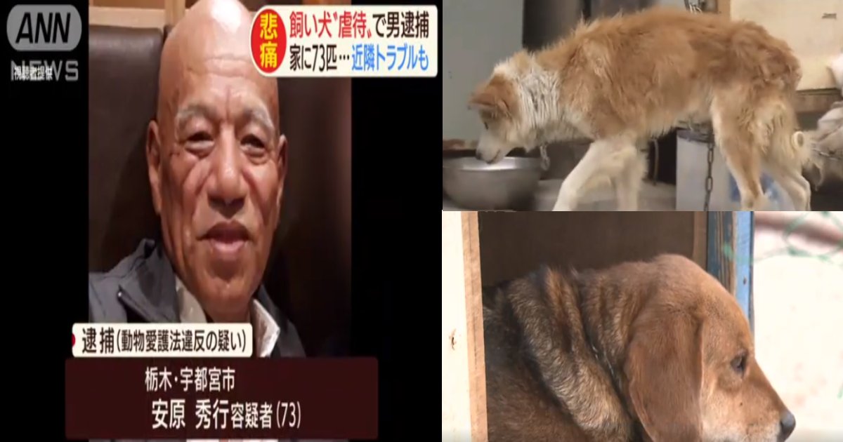 2020 01 23 e89990e5be85.png?resize=412,275 - 【驚愕】72匹も…飼い犬虐待で73歳男性逮捕！