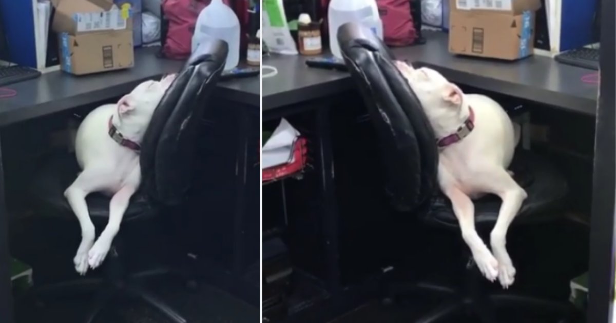 3 14.png?fit=1024%2C538&ssl=1&strip=all - Dog Fell Asleep In The Chair After A Hectic Day