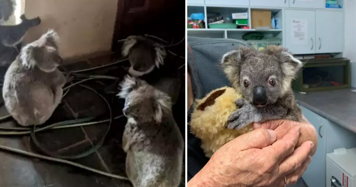 3 15.png?resize=412,275 - Tiny Koala Bear Made An Excellent Recovery After He Was Rescued From The Bush Fire