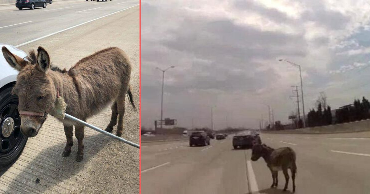 3 16.png?resize=1200,630 - Sheriff Finds A Donkey In The Middle Of Interstate-90 At Arlington Heights