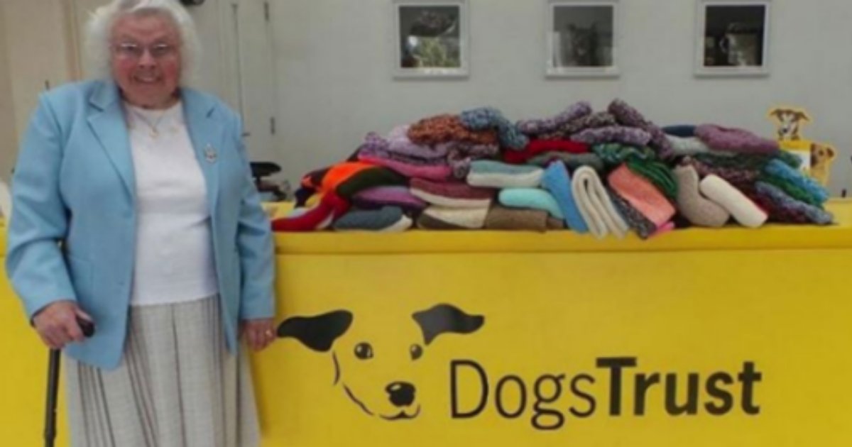 3 19.png?resize=412,275 - 89 Year Old Woman Knitted 450 Blankets For Shelter Dogs And Inspired Everyone