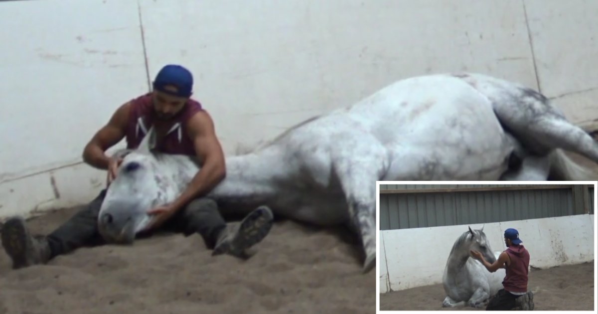 3 21.png?resize=412,232 - White Racehorse Is Just Like A Child Inside