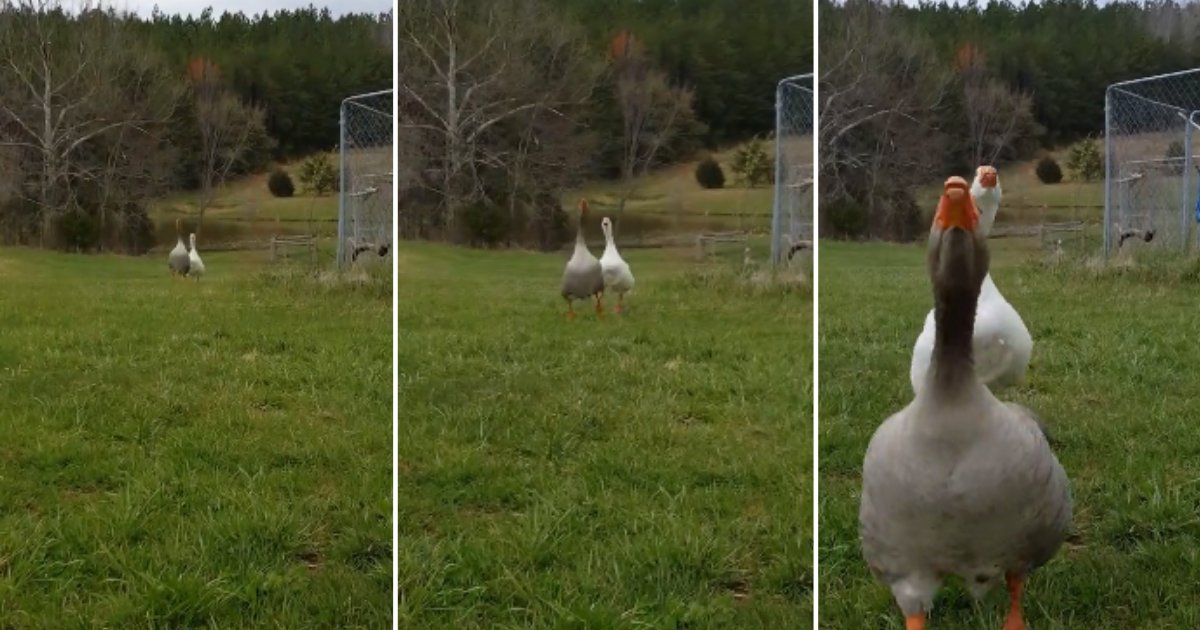 3 24.png?resize=1200,630 - Geese Start Screaming In Excitement to See Its Owner