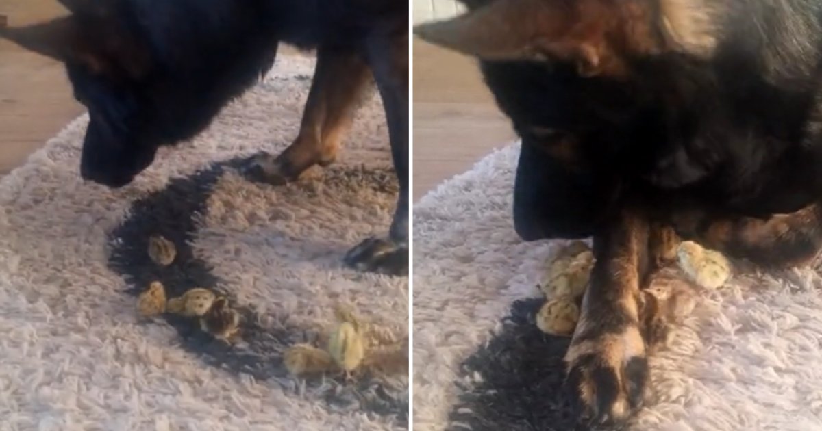 3 29.png?resize=412,275 - German Shepherd Finds His Happy Place and Shares His Home With Quails