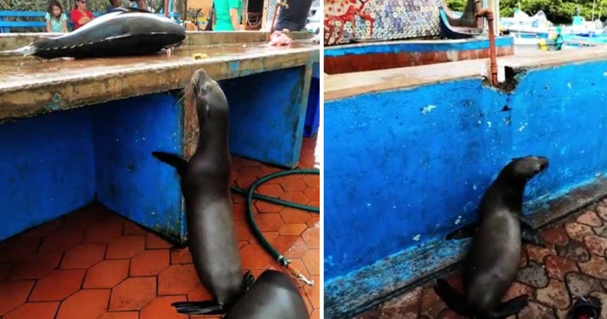 3 41.jpg?resize=412,275 - Sea Lion's Adorable Begging For Food Forced The Fisherman To Give Him Treats