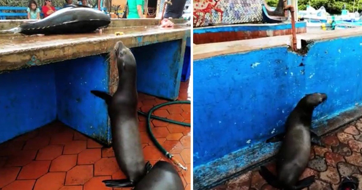 3 41.jpg?resize=412,232 - Sea Lion's Adorable Begging For Food Forced The Fisherman To Give Him Treats
