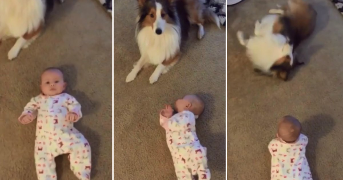 3 42.png?resize=1200,630 - Dog Teaches Baby How to Roll Over During Adorable Training Session