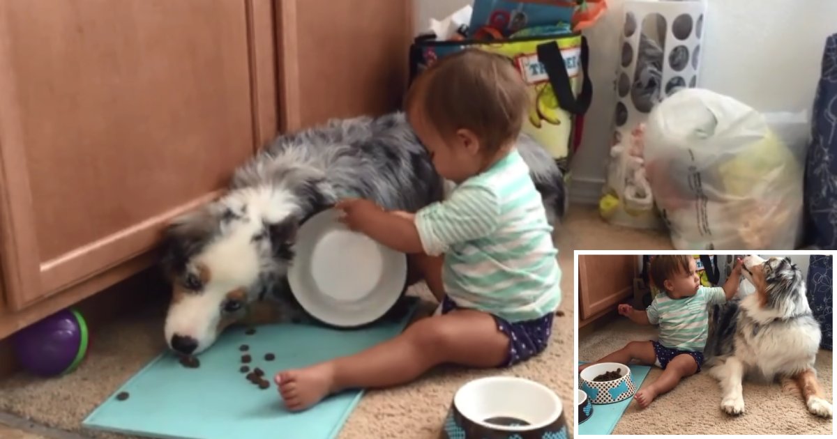 3 62.png?resize=412,275 - A Baby Boy Feeds Australian Shepherd With His Little Hands