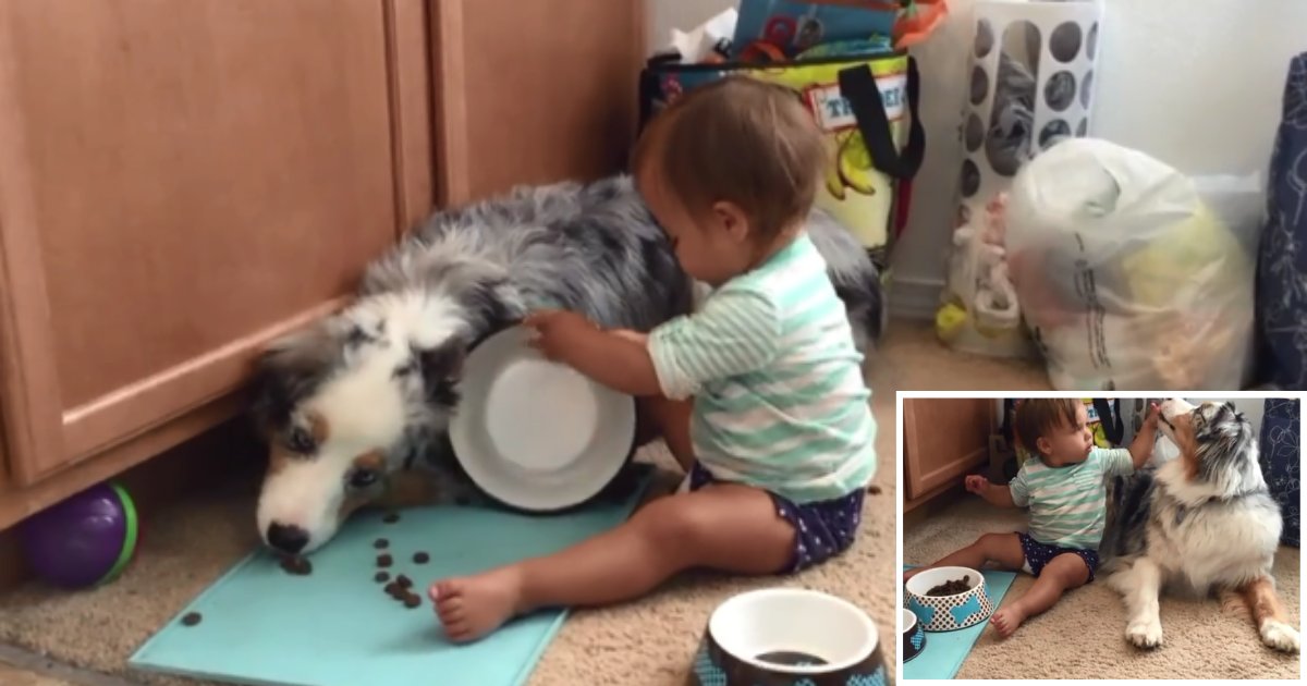3 62.png?resize=412,232 - A Baby Boy Feeds Australian Shepherd With His Little Hands