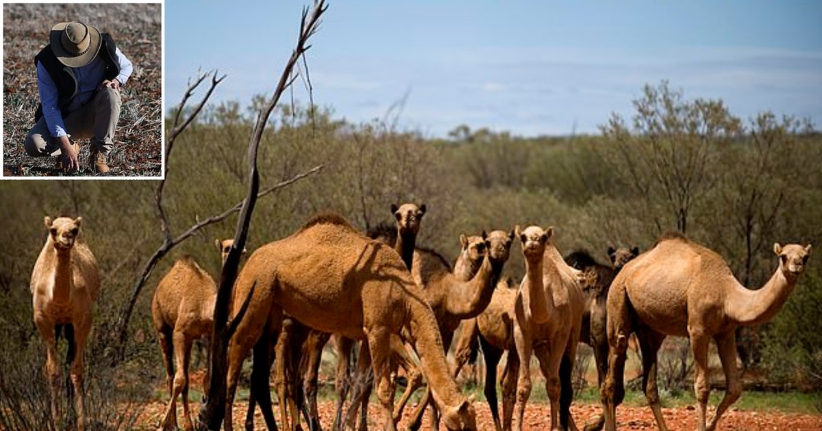 4 16.png?resize=412,275 - Authorities of Australia Have Arranged a Slaughter of 10,000 Camels As They Drink a Lot of Water