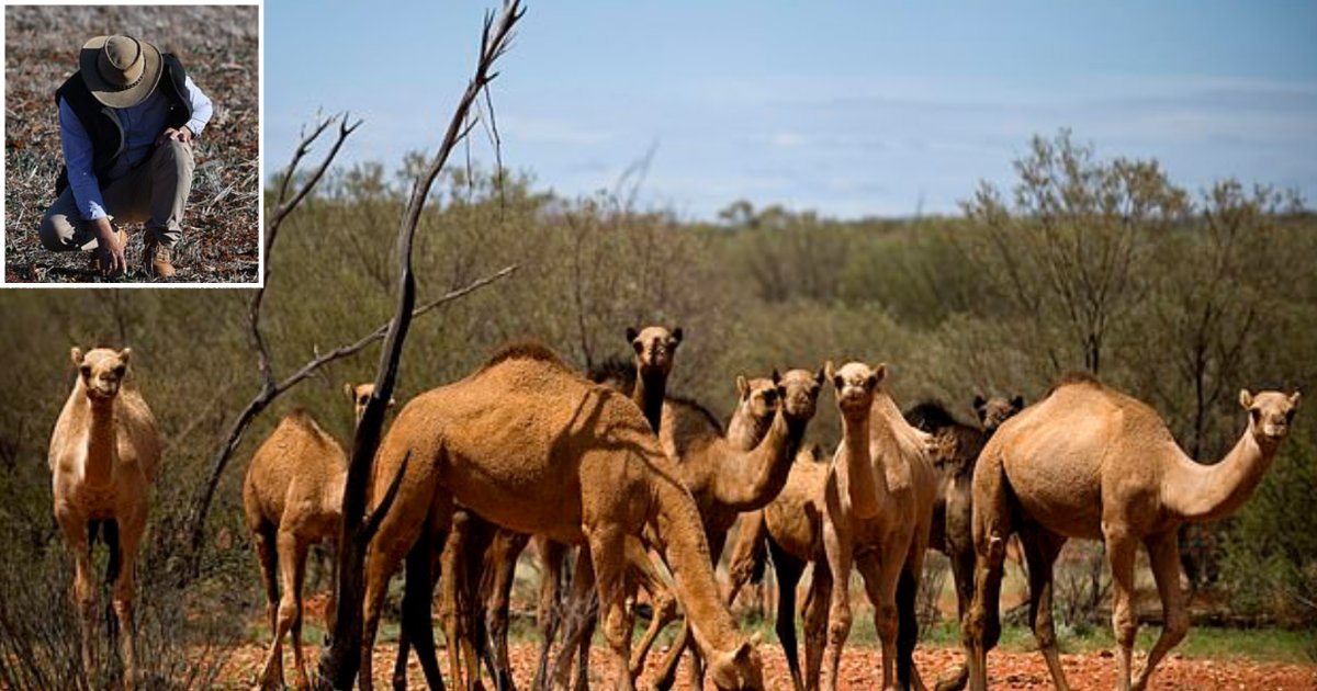 4 16.png?resize=412,232 - Authorities of Australia Have Arranged a Slaughter of 10,000 Camels As They Drink a Lot of Water